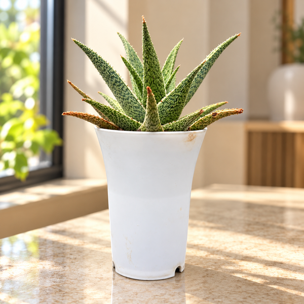 Aloe ‘Quicksilver’