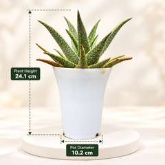 Aloe ‘Quicksilver’