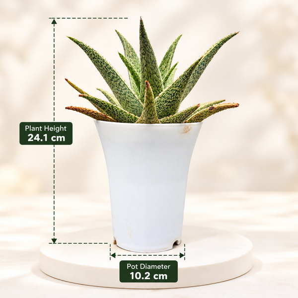 Aloe ‘Quicksilver’