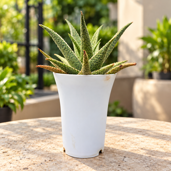 Aloe ‘Quicksilver’