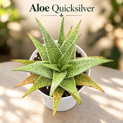Aloe ‘Quicksilver’