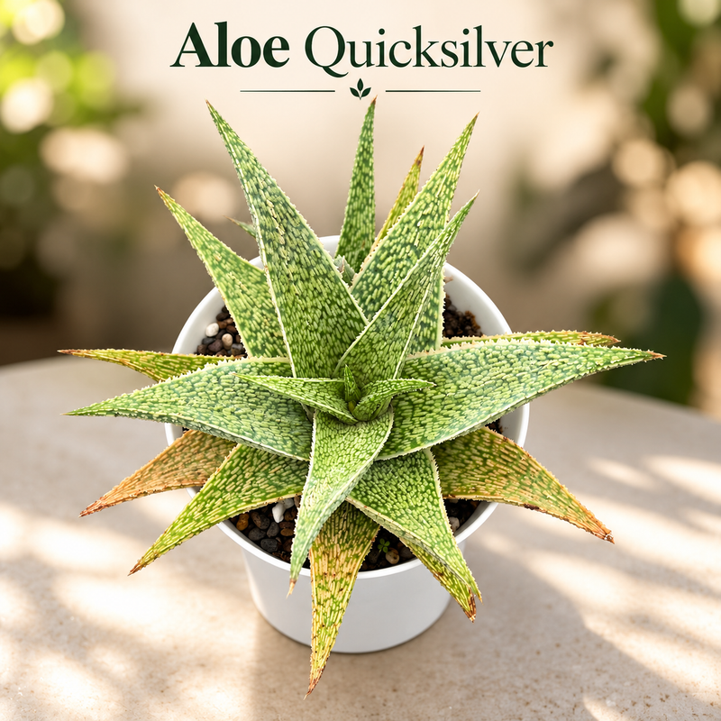 Aloe ‘Quicksilver’