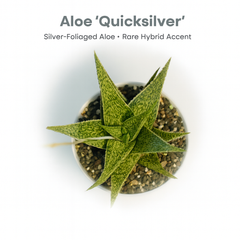 Aloe ‘Quicksilver’