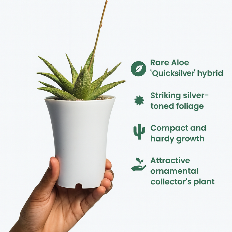 Aloe ‘Quicksilver’