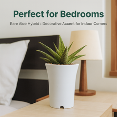 Aloe ‘Quicksilver’