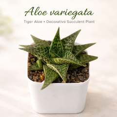 Aloe hybrid Gonialoe variegated