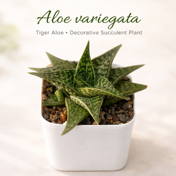 Aloe hybrid Gonialoe variegated