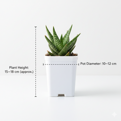 Aloe hybrid Gonialoe variegated