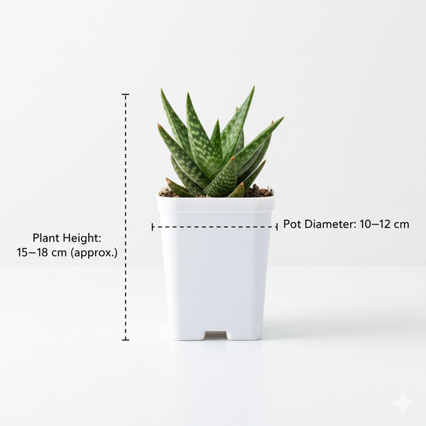 Aloe hybrid Gonialoe variegated