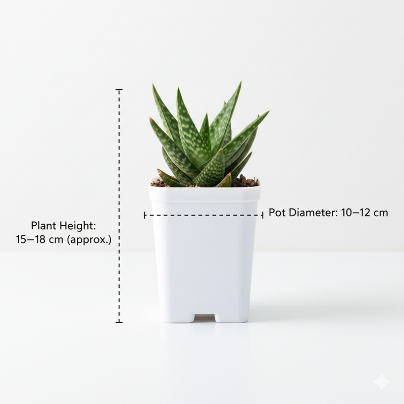 Aloe hybrid Gonialoe variegated