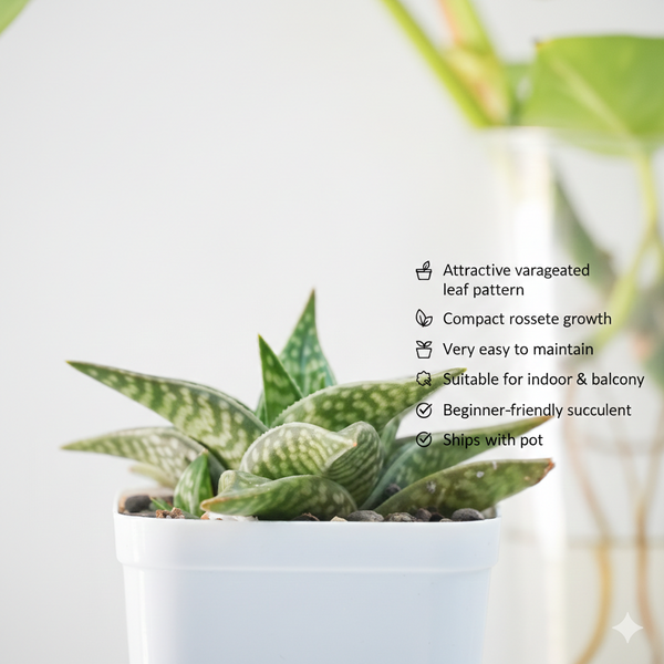 Aloe hybrid Gonialoe variegated