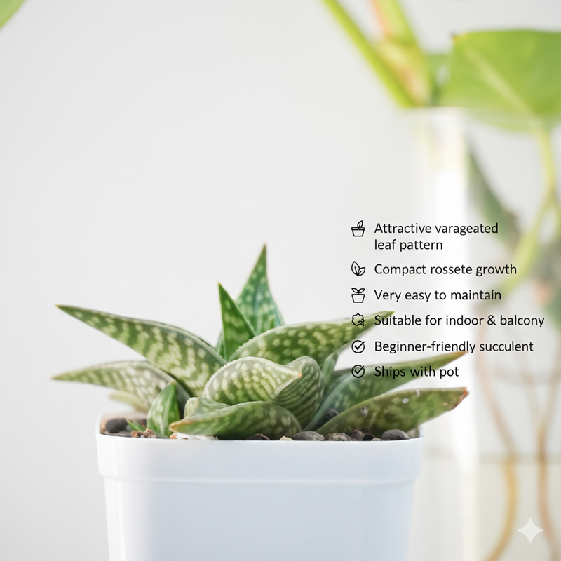 Aloe hybrid Gonialoe variegated