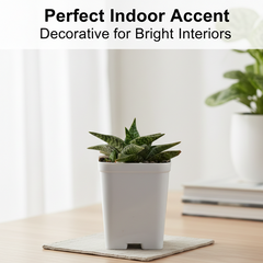 Aloe hybrid Gonialoe variegated