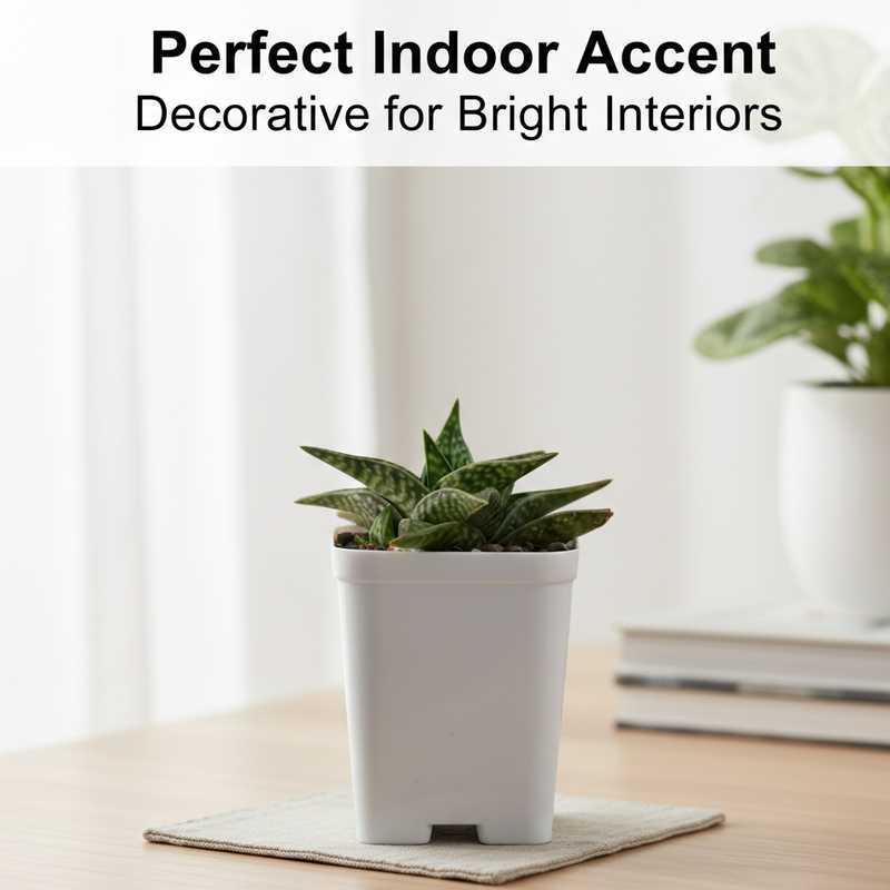 Aloe hybrid Gonialoe variegated