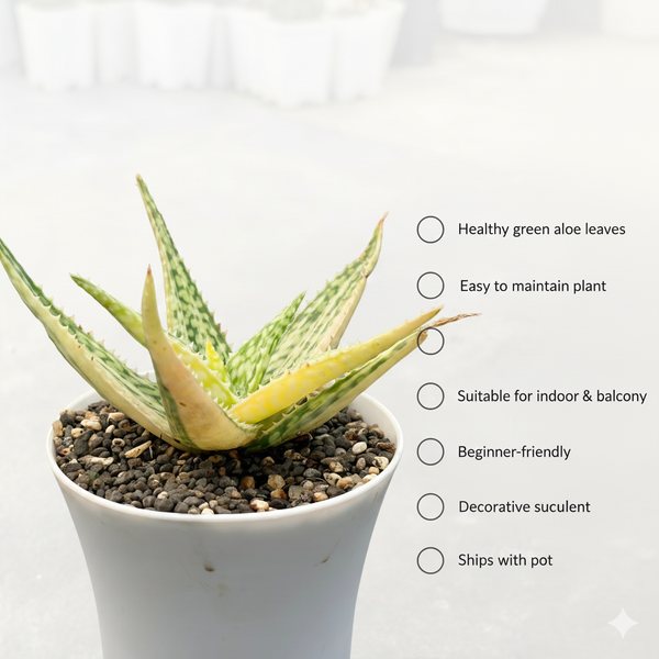 Aloe barbadensis verigated