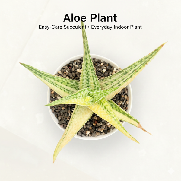 Aloe barbadensis verigated