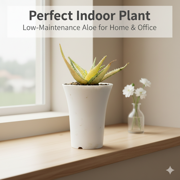 Aloe barbadensis verigated