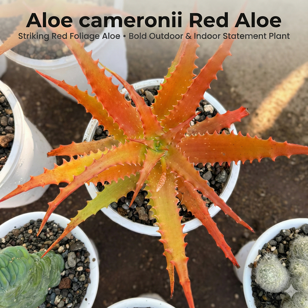 Mature 4-Year-Old Red Aloe cameronii Succulent - Samarth Cactus Nursery India.