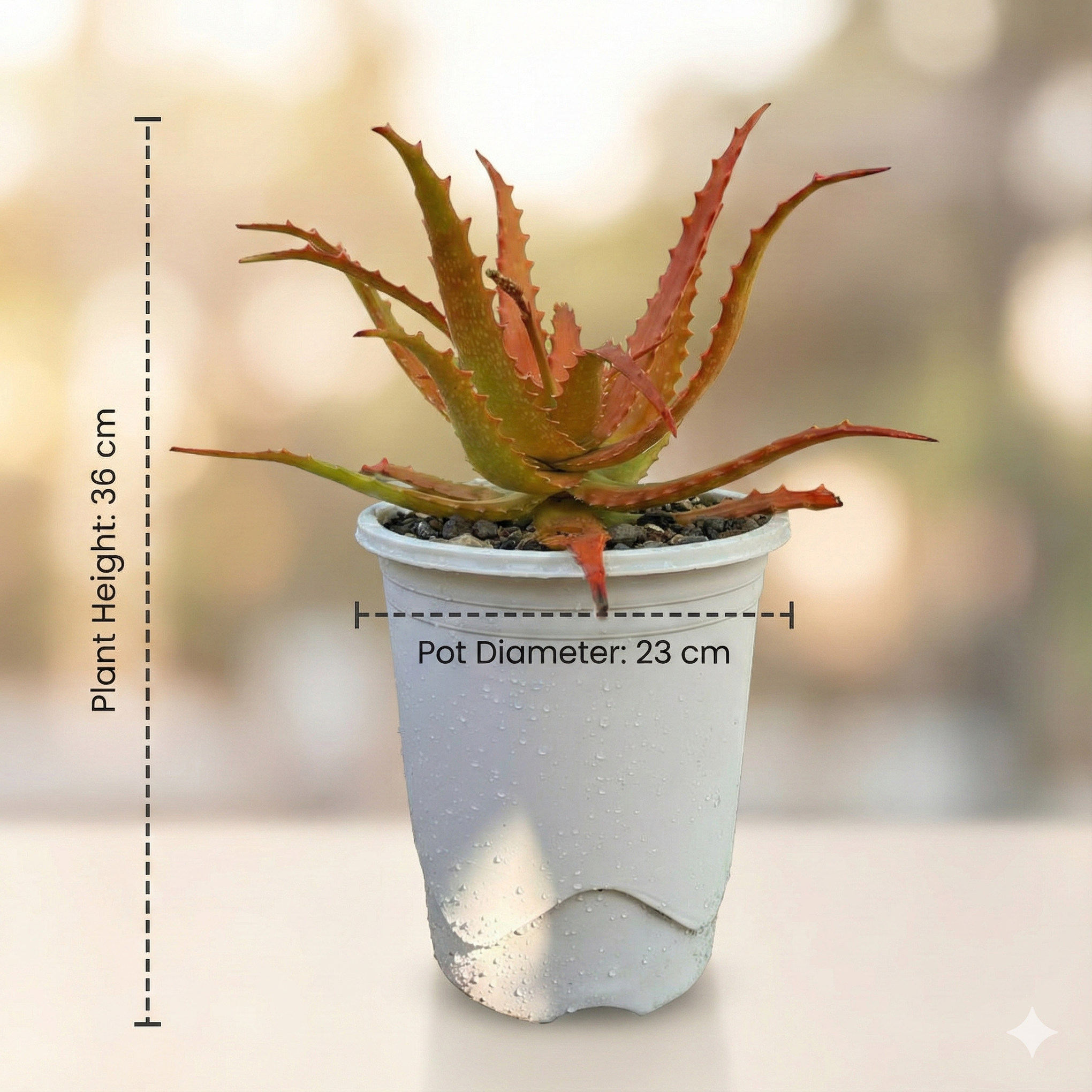 red aloe succulent Aloe Cameronii Red Aloe Rare Succulent Plant – Samarth Cactus Nursery