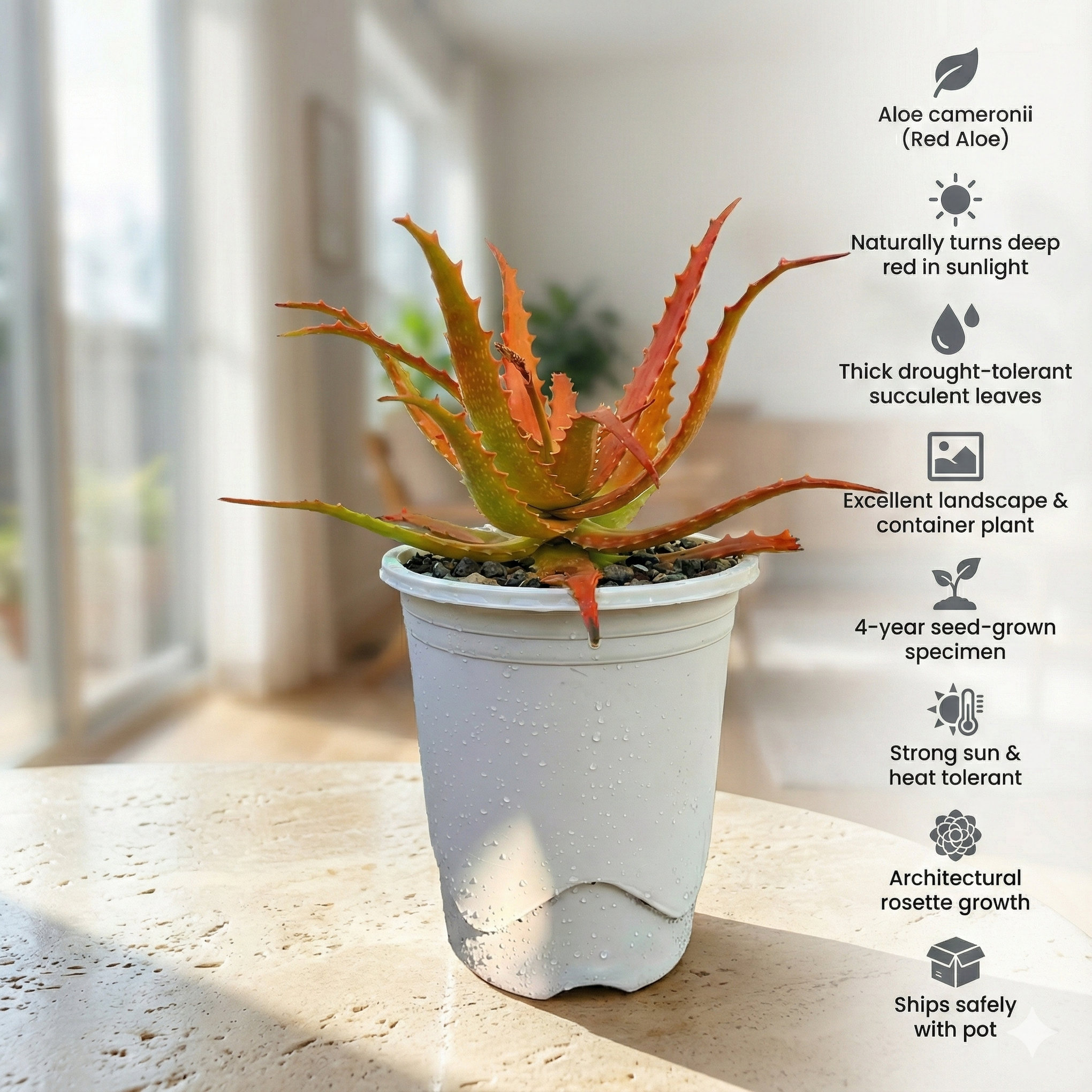 cameron succulent Aloe Cameronii Red Aloe Rare Succulent Plant – Samarth Cactus Nursery