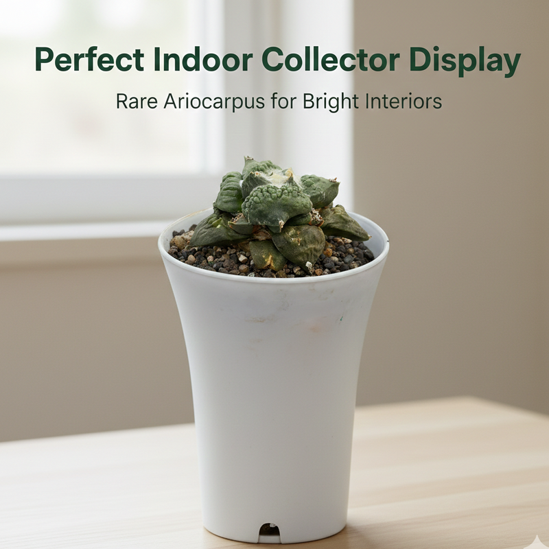 Ariocarpus Cauliflower