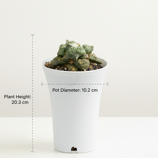 Ariocarpus Cauliflower