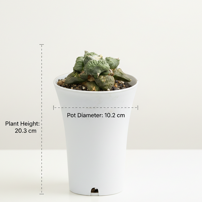 Ariocarpus Cauliflower