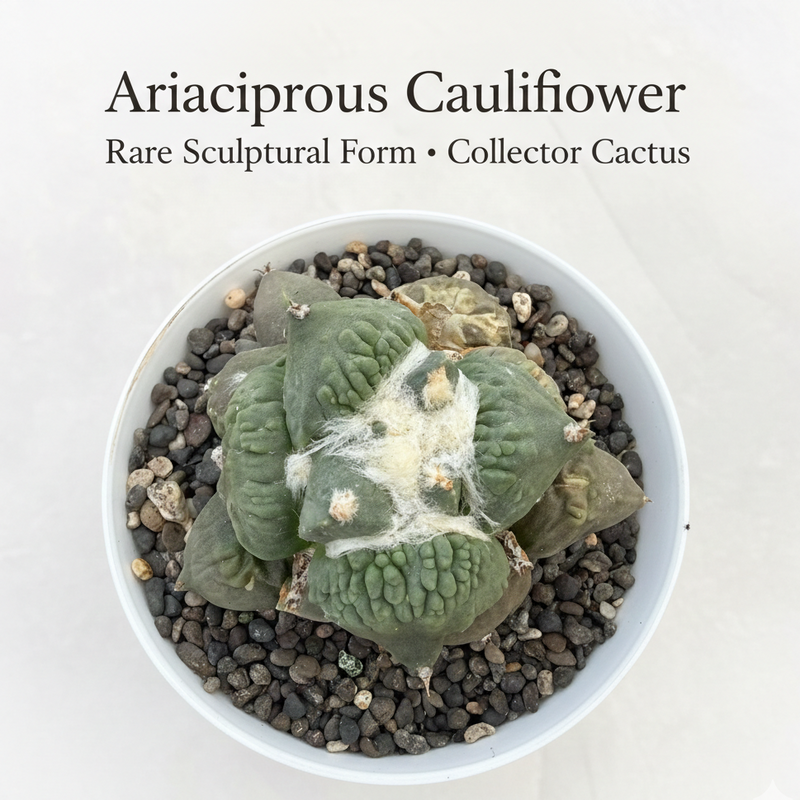 Ariocarpus Cauliflower
