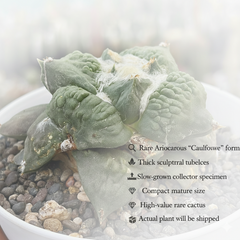Ariocarpus Cauliflower