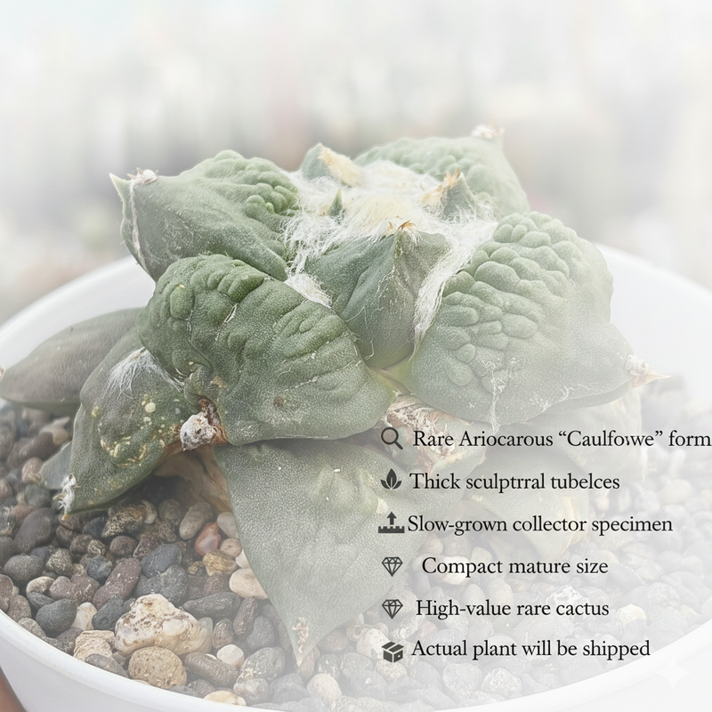 Ariocarpus Cauliflower