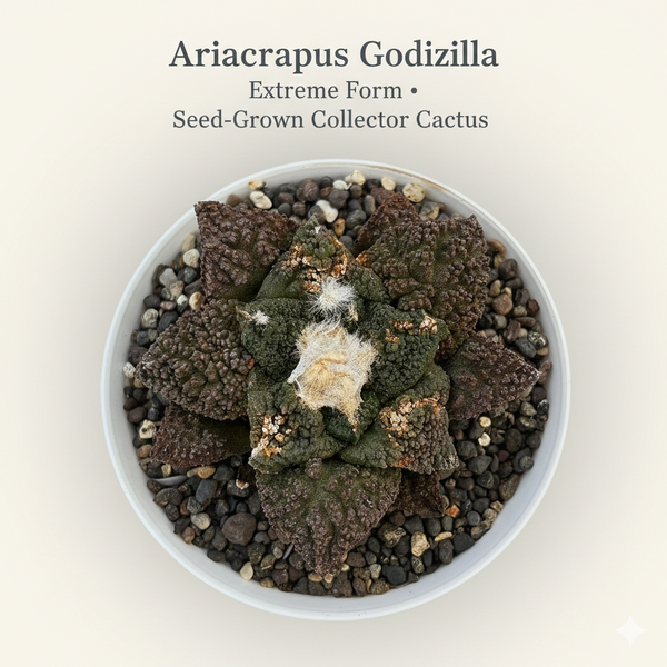 Ariocarpus Godzilla