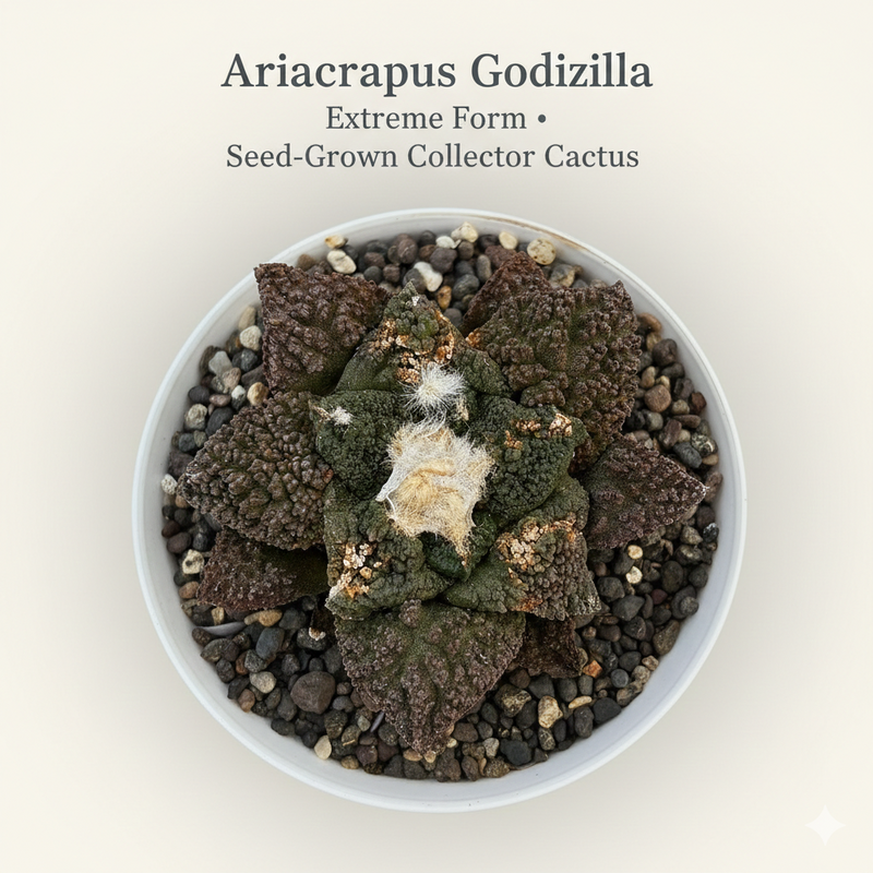 Ariocarpus Godzilla