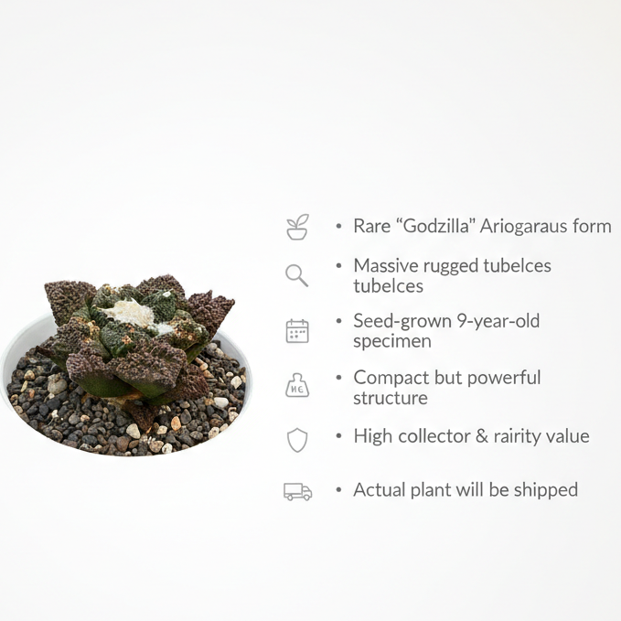 Ariocarpus Godzilla