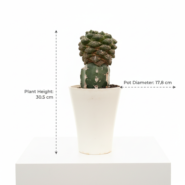 Ariocarpus fissuratus ‘Godzilla’