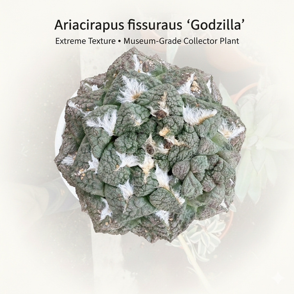 Elite Ariocarpus fissuratus Godzilla rare cactus 7-inch specimen - Samarth Cactus Nursery India.
