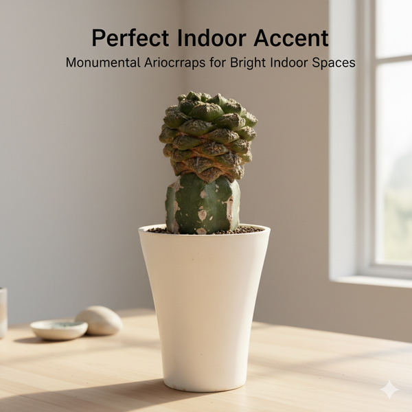 Top view of textured Ariocarpus Godzilla showing cauliflower-like tubercles.