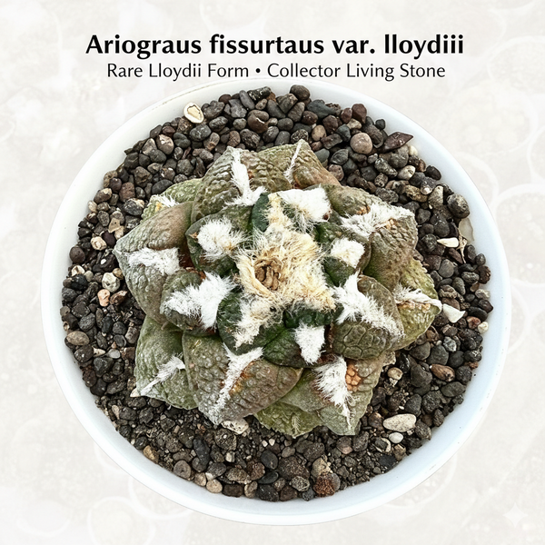 Ariocarpus fissuratus var. lloydii