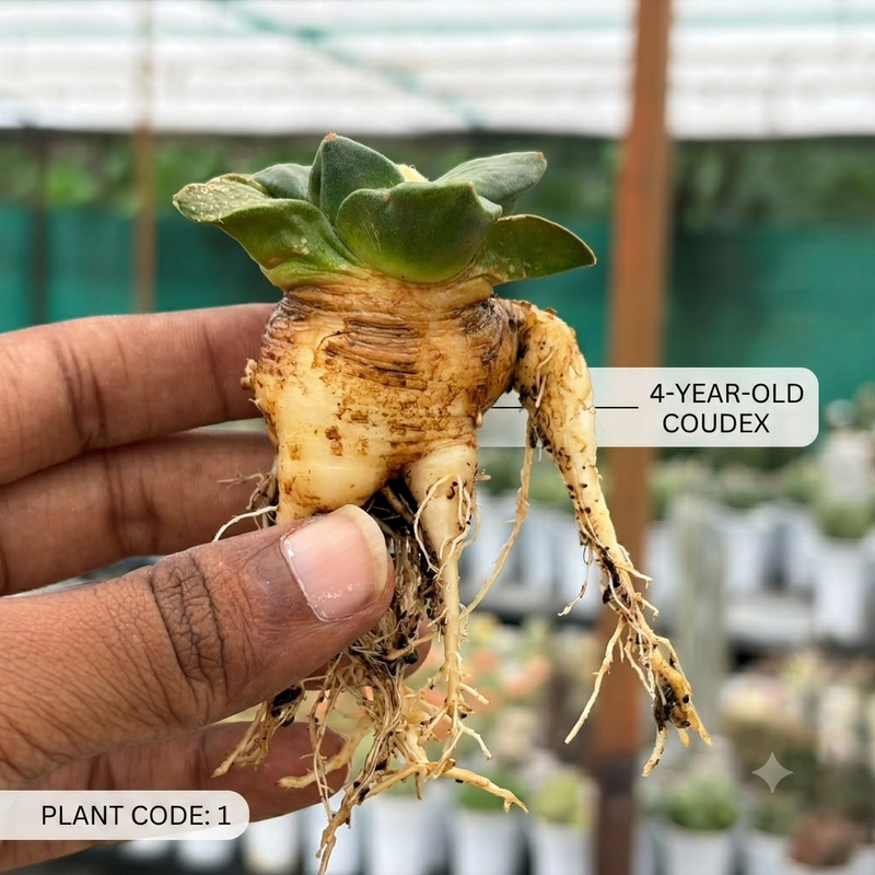 Ariocarpus reduces