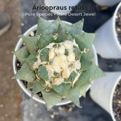 6-Year-Old Rare Pure Species Ariocarpus retusus cactus - Samarth Cactus Nursery India.