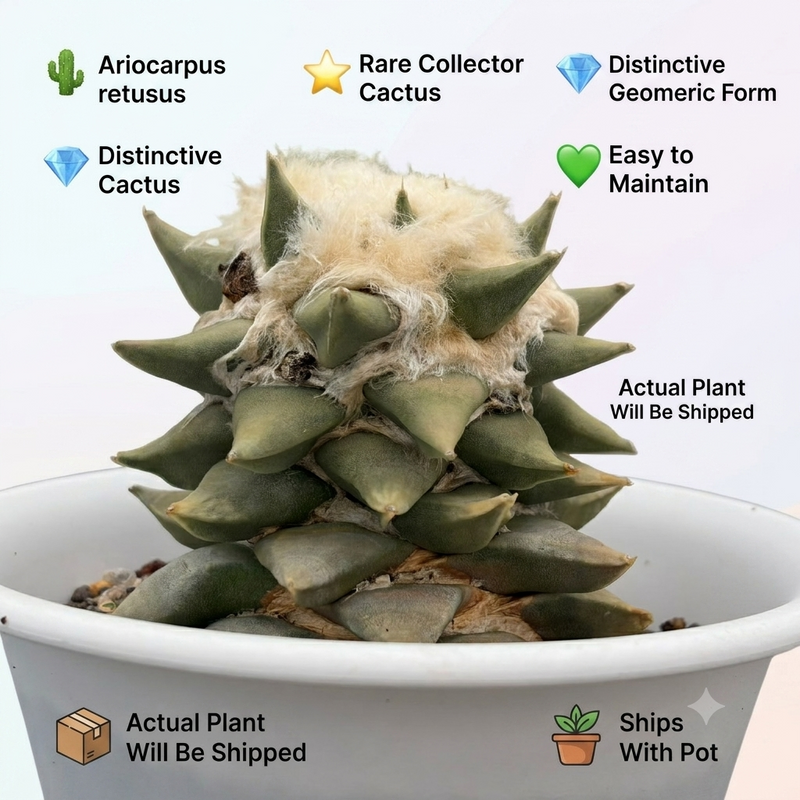 Ariocarpus retusus