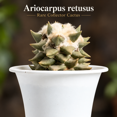 Ariocarpus retusus