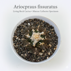 Ariocarpus fissuratus