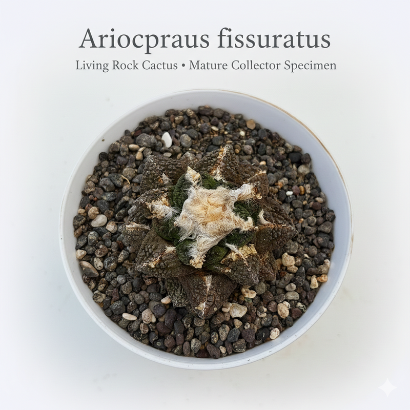 Ariocarpus fissuratus