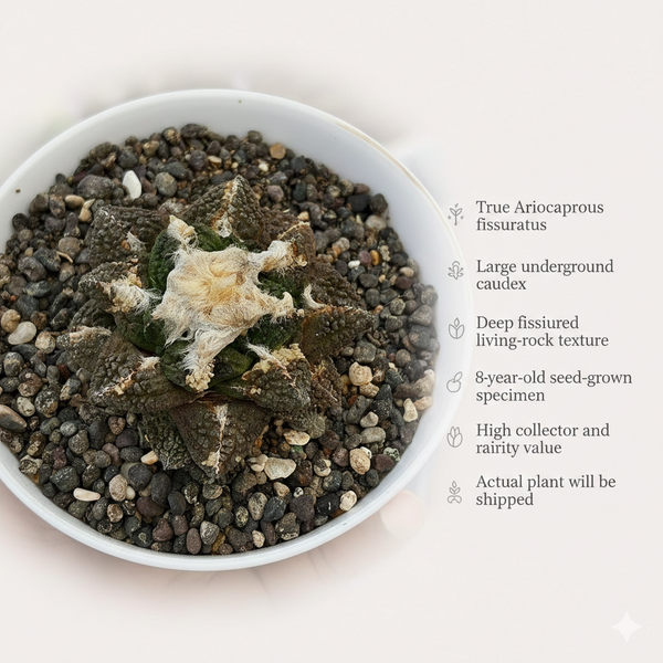 Ariocarpus fissuratus