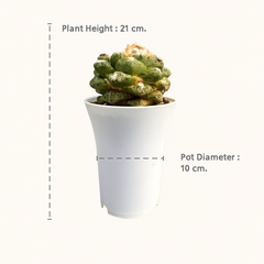 Ariocarpus fissuratus