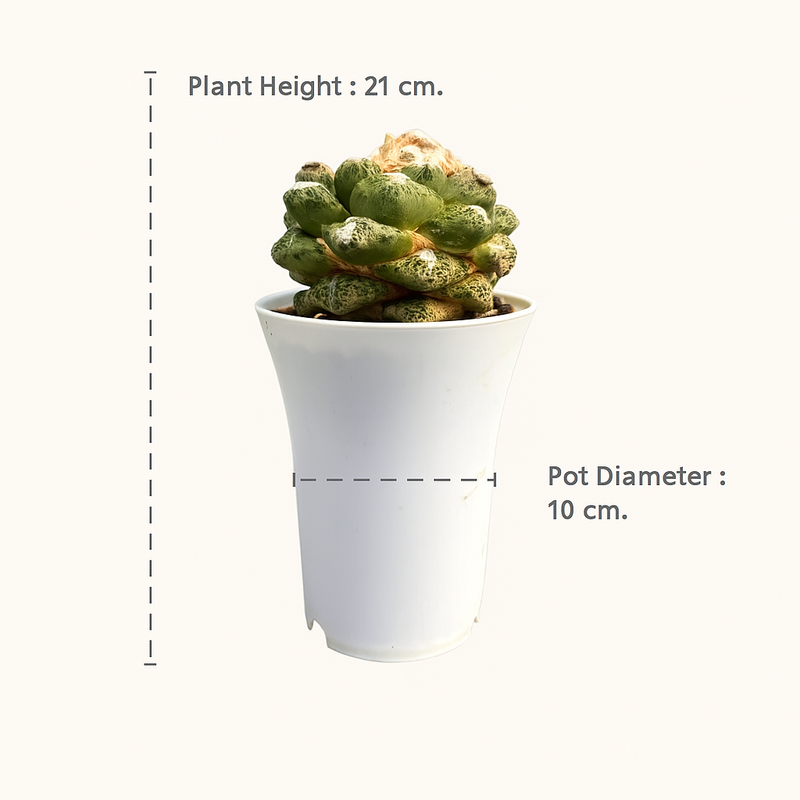 Ariocarpus fissuratus