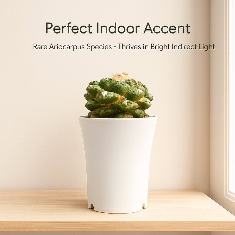 Top view of mature 4-inch Ariocarpus fissuratus showing star-shaped geometric tubercles.