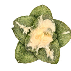 Rare 6-Year-Old Ariocarpus fissuratus subs. lloydii cv. latus star-shaped cactus - Samarth Cactus Nursery India.