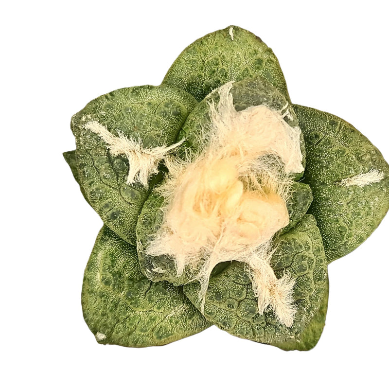 Rare 6-Year-Old Ariocarpus fissuratus subs. lloydii cv. latus star-shaped cactus - Samarth Cactus Nursery India.