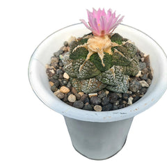 12-Year-Old Rare Ariocarpus fissuratus subs lloydii flowering cactus with pink bloom - Samarth Cactus Nursery India.